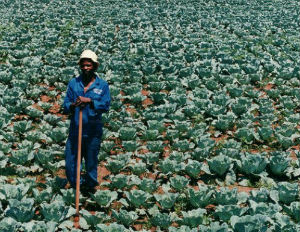 Where can you find updated information on the black farmers discrimination claim lawsuit?