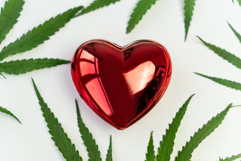 Two Studies To Be Presented This Week Show Cannabis Use Can Be Dangerous To Heart Health