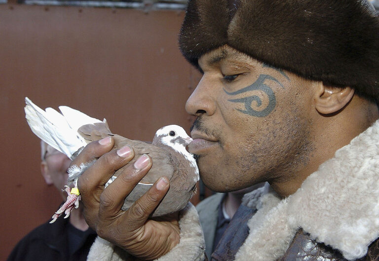 Mike Tyson, Pigeons