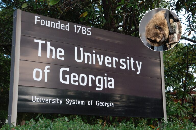 bats, mammal, UGA, University of Georgia