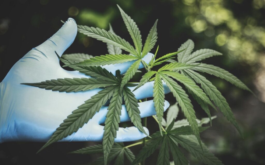 U.S. DEA Seeks to Ease Restrictions On Marijuana, Reclassify As ‘Less Dangerous Drug’