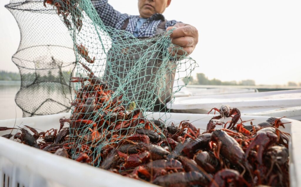 Decreased Crawfish Harvest Could Foreshadow Grim Future